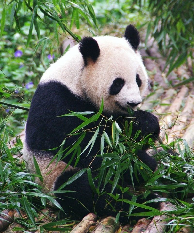 pandas-938.jpg