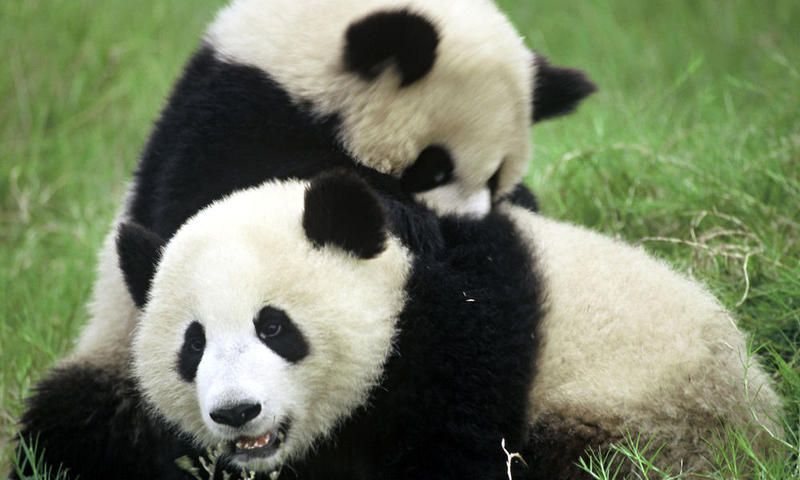 pandas.jpg