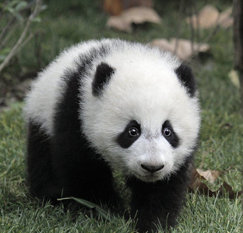 pandas01_1998x1917.jpg