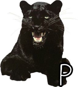 panther-554443-16.jpg