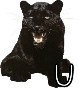 panther-554443-21.jpg