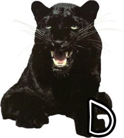 panther-554443-4.jpg