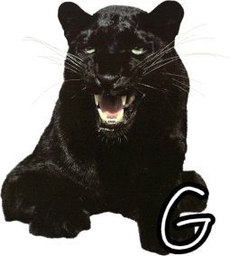 panther-554443-7.jpg