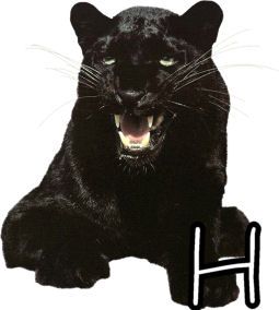 panther-554443-8.jpg