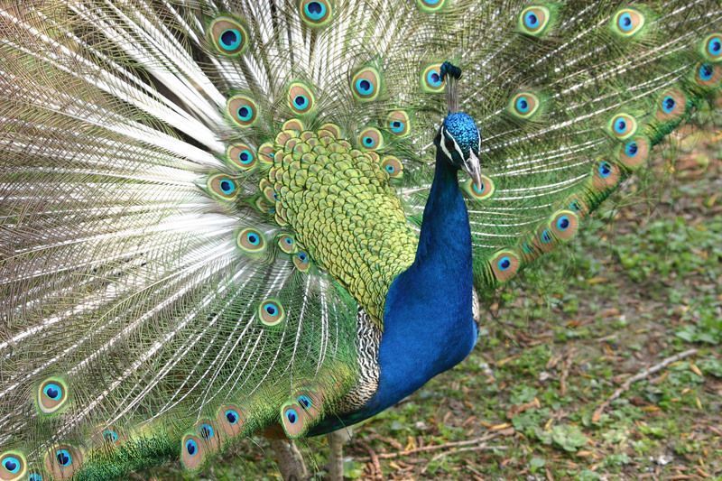 paon-roue-peacock-872.jpg