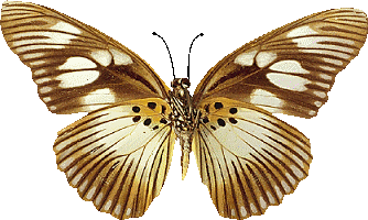 papillon-0998878776678.gif