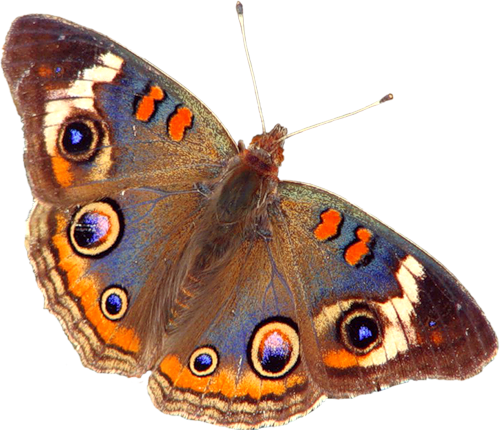 papillon-10545484332929299384840.png