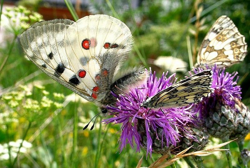 papillon-10559549549054905408.jpg