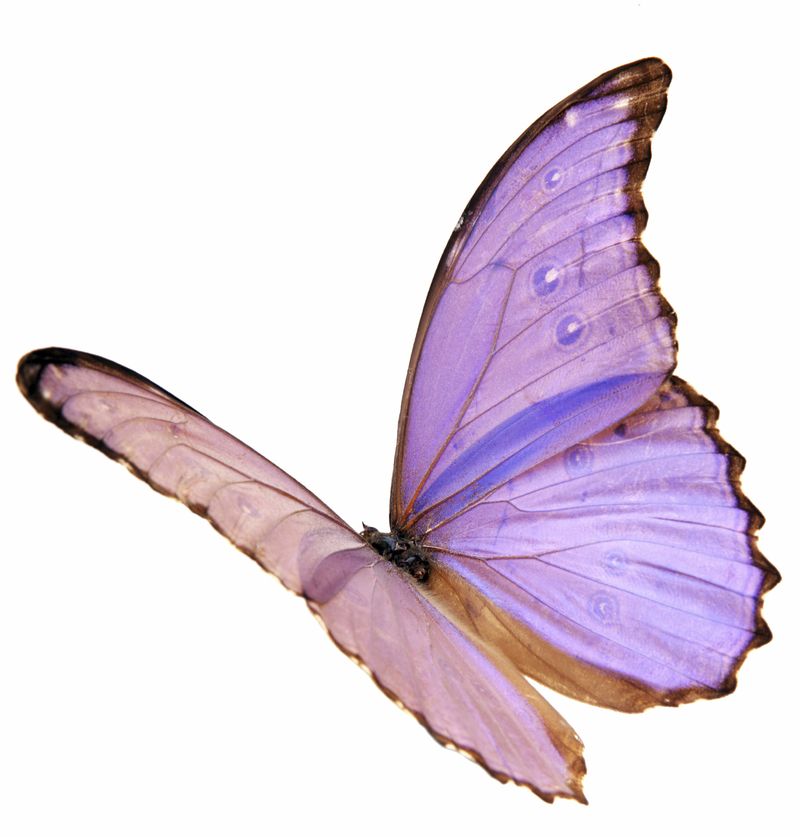 papillon-10656598679865865895489458945897.jpg