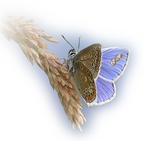 papillon-11658876573433554658.png