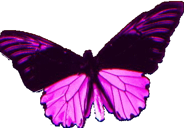 papillon-119.gif