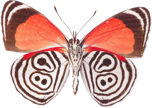 papillon-1236567590323223323223.png