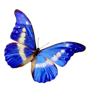 papillon-12655690679076907609.jpg