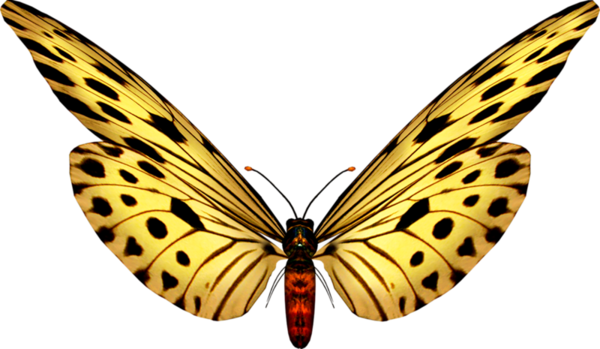 papillon-12656778787989888.png