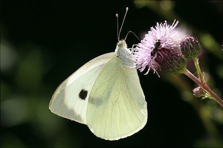 papillon-135.jpg