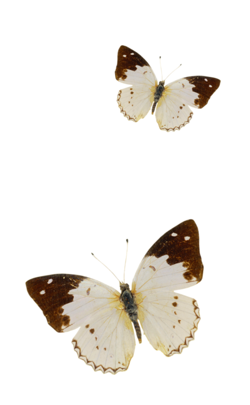 papillon-1354549865865865865899.png