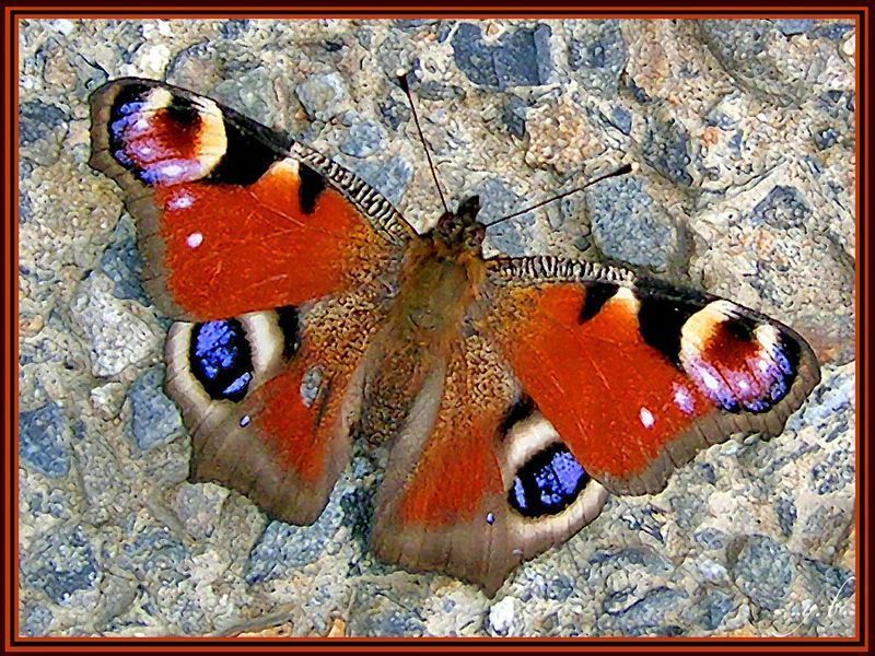 papillon-143439056906590659056074.jpg