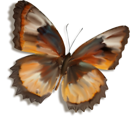 papillon-1434398548954896598658902.png