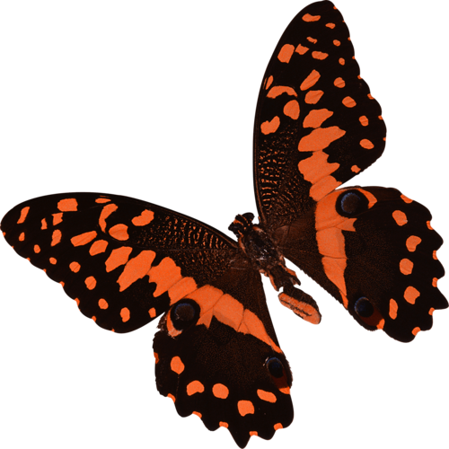 papillon-144343435454454433.png