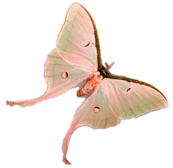 papillon-148332323290439054954594.png