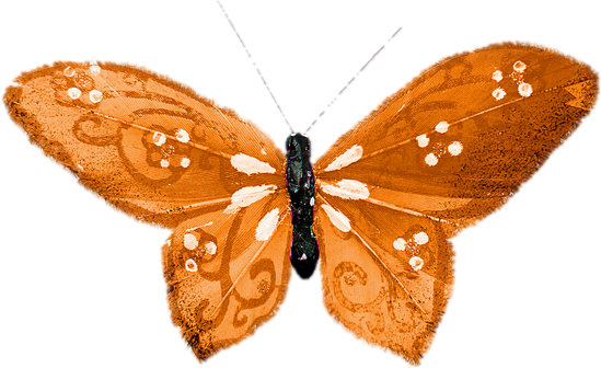 papillon-154450-6506706701.png