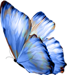 papillon-154548658659865896595607.png