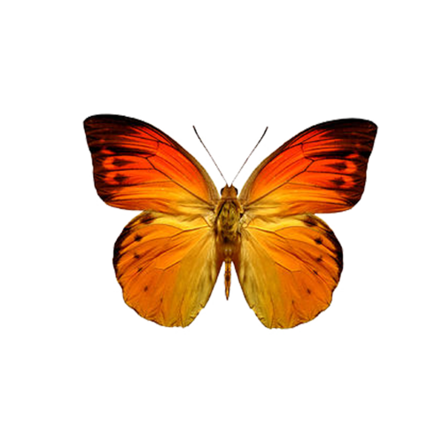 papillon-15456906596596589658658951.png