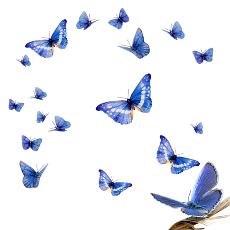 papillon-154657898766565656538.png