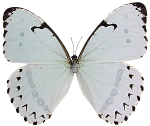 papillon-156443984384389548954985489.png