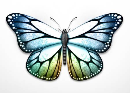 papillon-160.jpg