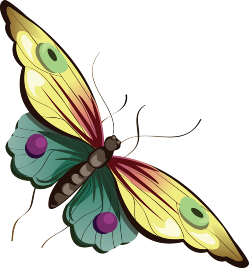 papillon-164354965984389328943894891.png