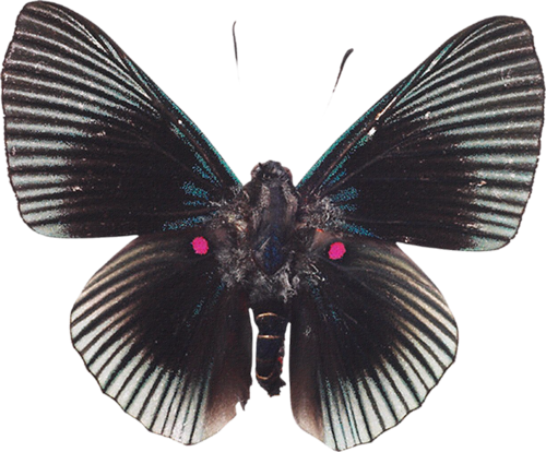 papillon-16465659439439549045045.png