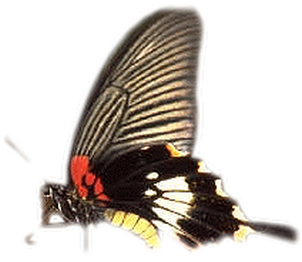 papillon-1650967907690679067095.png