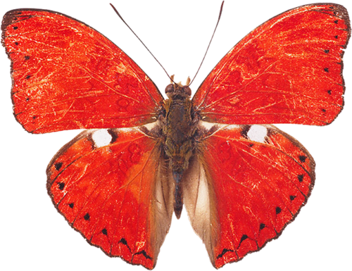 papillon-16544567789899676556.png