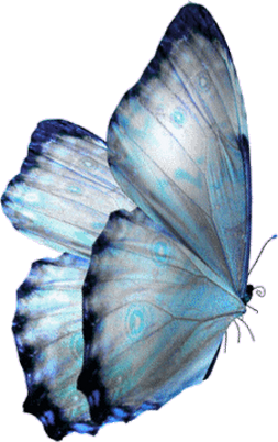 papillon-165549843437232922203.png