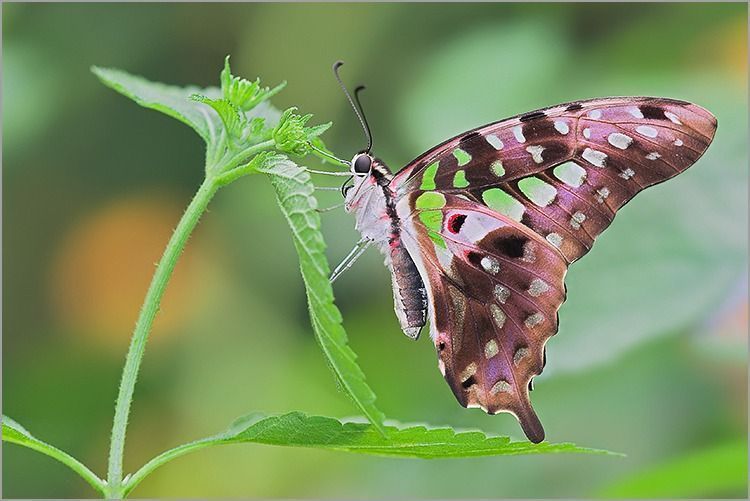 papillon-165658658968958658922.jpg