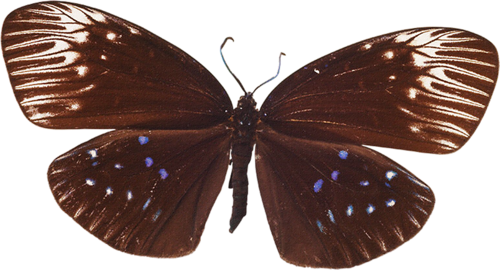 papillon-165659065906590760976907693.png