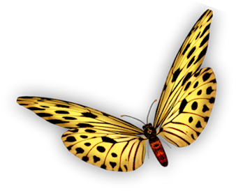 papillon-166565904390439054956962.png