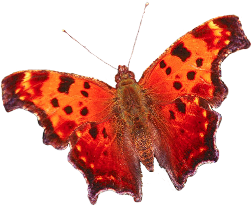 papillon-16659659600549458598548980.png