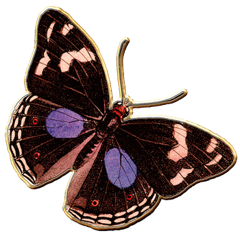 papillon-17.gif