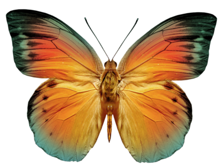 papillon-1756656565670760.png