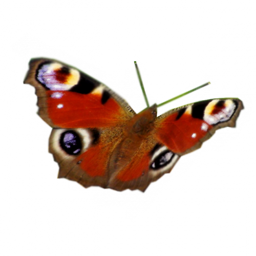 papillon-1766554433546577726.png