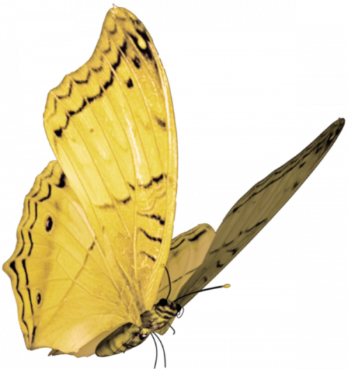 papillon-1854549865895484387438348943894.png