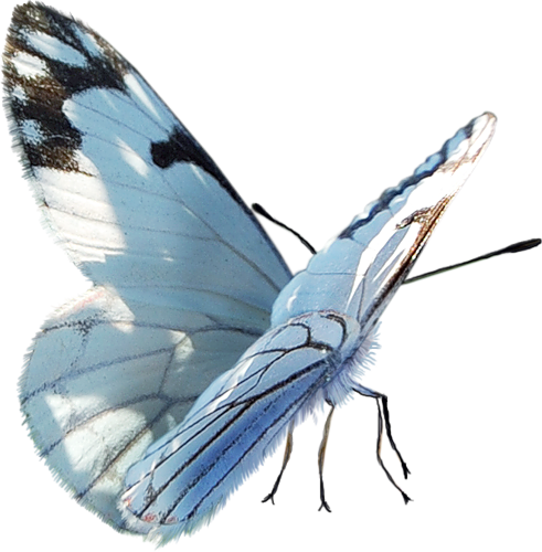 papillon-1876609659065906590.png