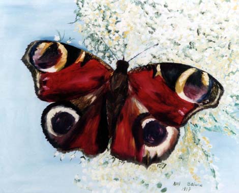 papillon-19760990909976.jpg