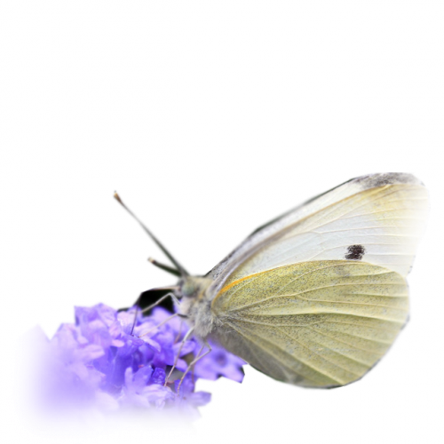 papillon-20434309459659065965908.png