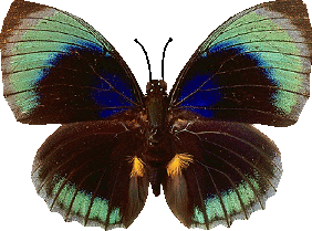 papillon-2076076096709760967.gif