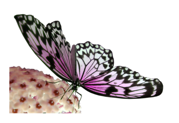 papillon-2096565904390439045985858954.png