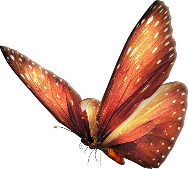 papillon-2333232232323325.png