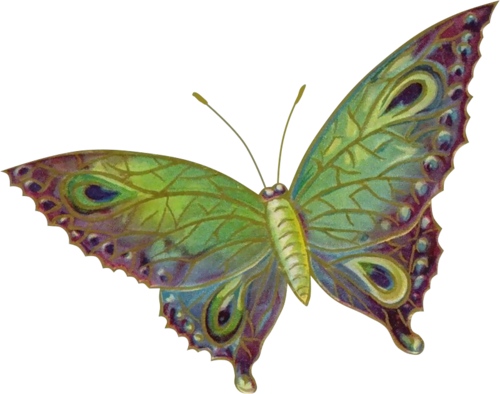 papillon-2344509540965906590659.png